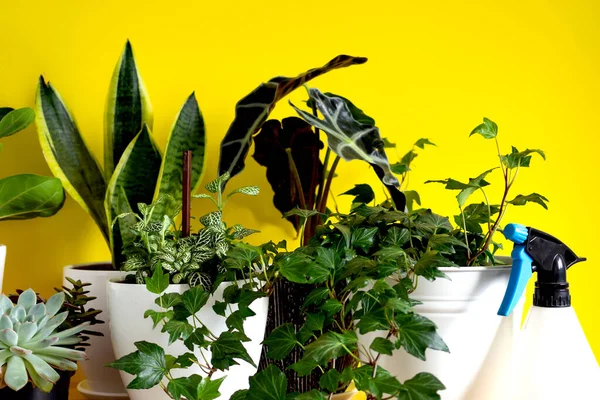 Plantas de jardim em casa. Coleção várias flores - Planta de cobra, suculentas, Ficus Pumila, lyrata, Hedera helix, Alocasia sanderiana. Composição de botânica elegante de casa interior fundo amarelo — Fotografia de Stock