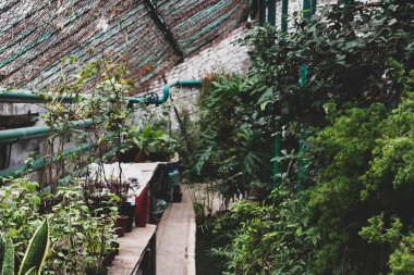 Seranın içi taze yeşil bitkilerle dolu güneşli. Modern iç mimari tasarımı. Doğal iç dekoratif bitkiler. Yeşillik botanik bahçesi. Güzel bahar arkaplanı.