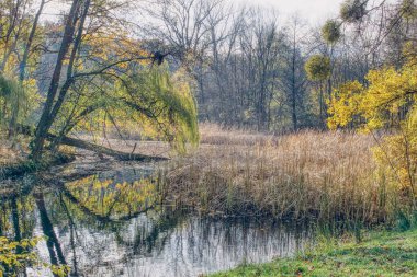 Parkta bahar, güneşli bahar havası, parkta göleti olan bahar manzarası, söğütlerdeki ilk yapraklar, yeşil ökseotu topları, kuru sazlıklar, güneşli bahar.