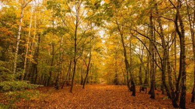 Muhteşem sonbahar renkleri parkı.