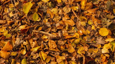 Renkli sonbahar yapraklarının arkaplanı.