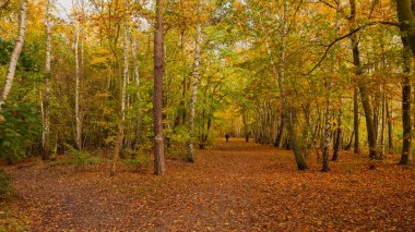 Muhteşem sonbahar renkleri parkı.