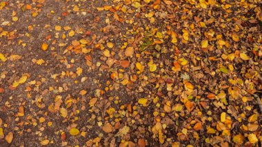 Renkli sonbahar yapraklarının arkaplanı.