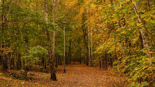 Parc Incroyable Couleurs Automnales Lumineuses — Photo