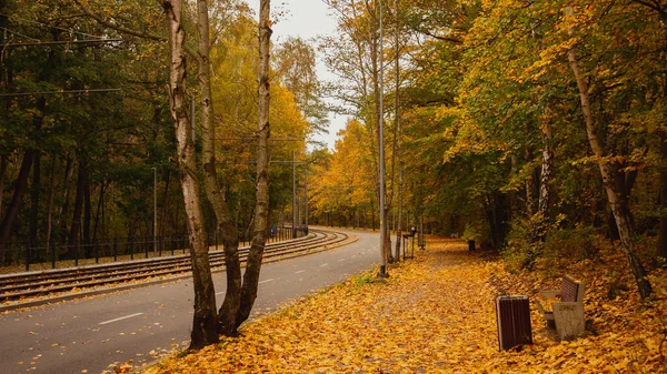 Camino Asfalto Acera Rieles Tranvía Que Pasan Por Bosque Coloridos — Foto de Stock