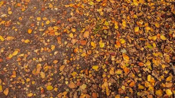 Renkli sonbahar yapraklarının arkaplanı.