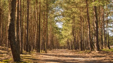 Baharda çam ormanlarının arasında bir yol. Gdansk, Polonya.