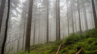Stolowe Dağları 'ndaki karanlık ve sisli orman, Radkow, Polonya.