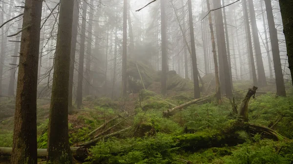 Темный Туманный Лес Горах Штове Радость Польша — стоковое фото