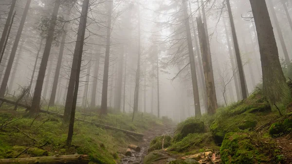 Dark Misty Forest Stolowe Mountains Radkow Poland Stock Picture