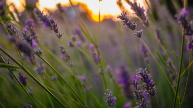 Gün batımında güzel bir funda. Padna, Slovenya.