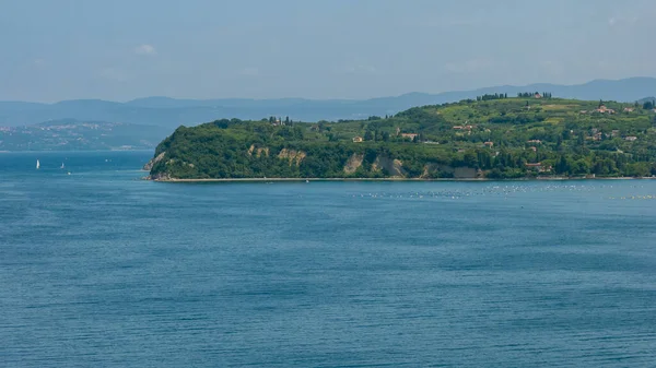 スロベニアのアドリア海沿岸 アドリア海のシュトルンジャン崖 — ストック写真