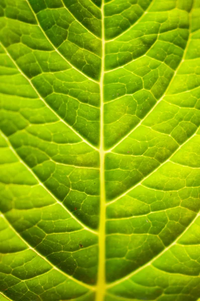 Translucent grønt blad – stockfoto