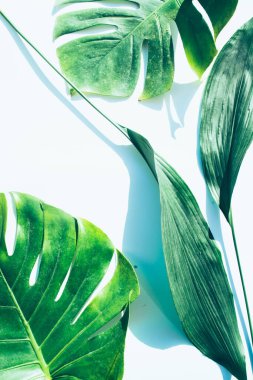 Büyük Spatthiphyllum yaprakları, Barış zambağı ve dev bir Tropikal canavar. Beyaz arkaplanda izole edilmiş, Tropikal Yaprak Üstünü Kapat