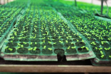 Genç sebze ağaçlarının hava manzarası organik çiftlikteki plastik çocuk yuvasında yetişir.