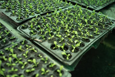 Genç sebze ağaçlarının hava manzarası organik çiftlikteki plastik çocuk yuvasında yetişir.