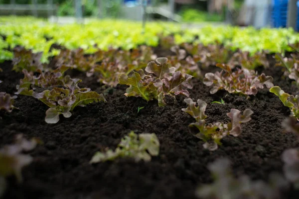 Closeup Little Organic Vegetable Grow Nursery Tray Farm Blurred Group — Stock Photo, Image
