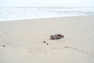 Arka planda bulanık deniz manzarası olan plajdaki plastik şişeye odaklan. Çöp ve çöp.