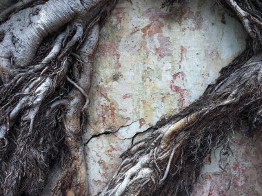 İçinde banyan ağaçlarının kökleri olan eski yıpranmış duvarlar.