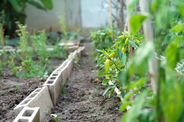 Selective Focus Green Sweet Pepper Branch Ready Harvesting — Stock Photo, Image