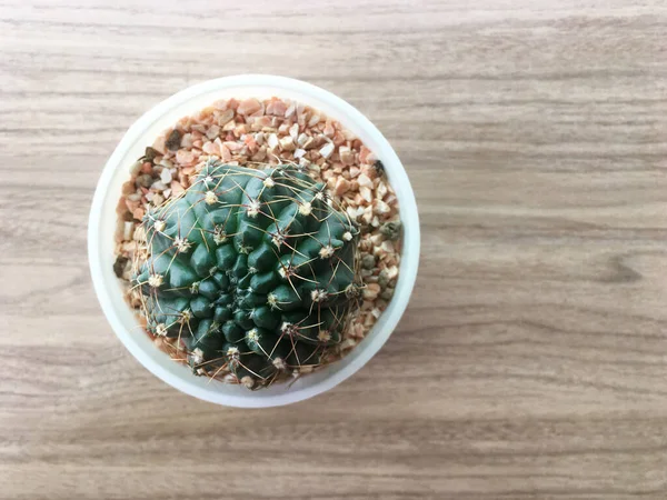 Vue Aérienne Rapprochée Jeunes Cactus Dans Bol Plastique Sur Table — Photo