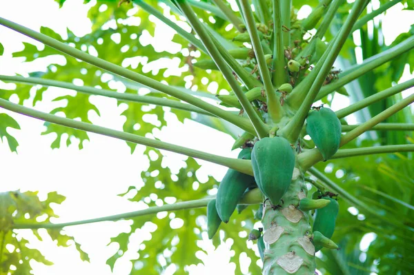 Vista Ángulo Alto Papaya Verde Joven Árbol Con Fondo Cielo — Foto de Stock