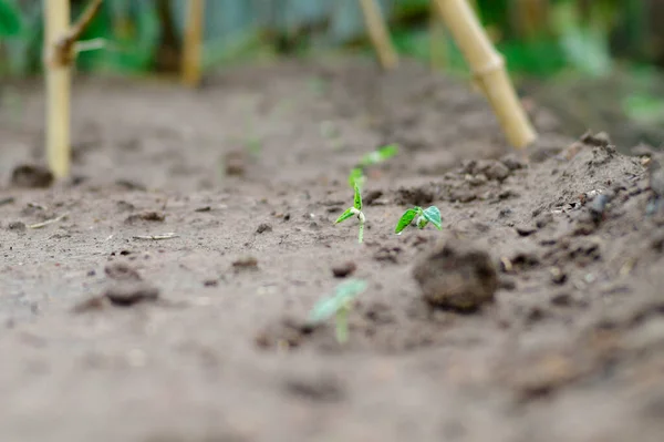 Selecitve Focus Young Little Tree Grows Seed Ground — Stock Photo, Image