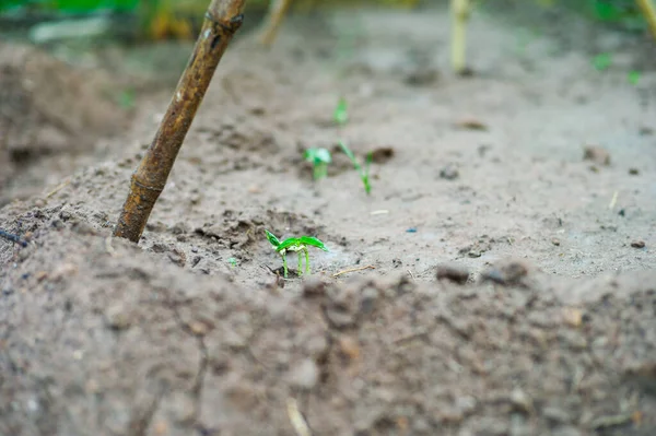 Selecitve Focus Young Little Tree Grows Seed Ground — Stock Photo, Image