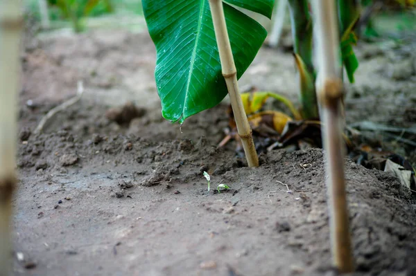 Selecitve Focus Young Little Tree Grows Seed Ground — Stock Photo, Image