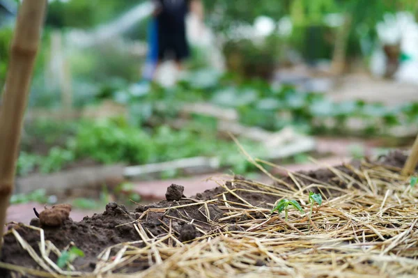 Closeup Young Little Tree Grows Ground Covered Dried Straw Blurred — Stock Photo, Image