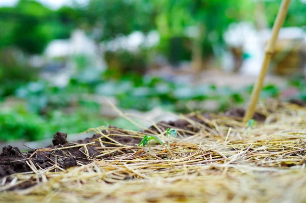 Closeup Young Little Tree Grows Ground Covered Dried Straw Blurred — Stock Photo, Image