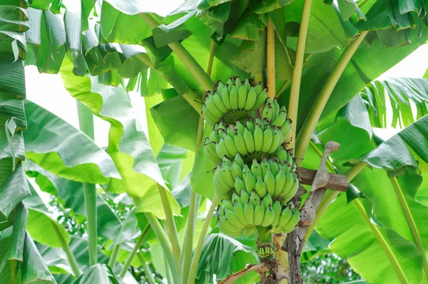 Sudut Tinggi Tampilan Sekelompok Pisang Hijau Pohon Terisolasi Langit Yang — Stok Foto