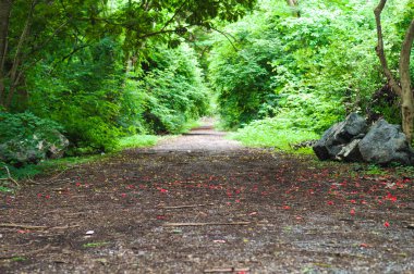 Selective focus on red blossom flowers falls on the walkway ground in the tropical forest background