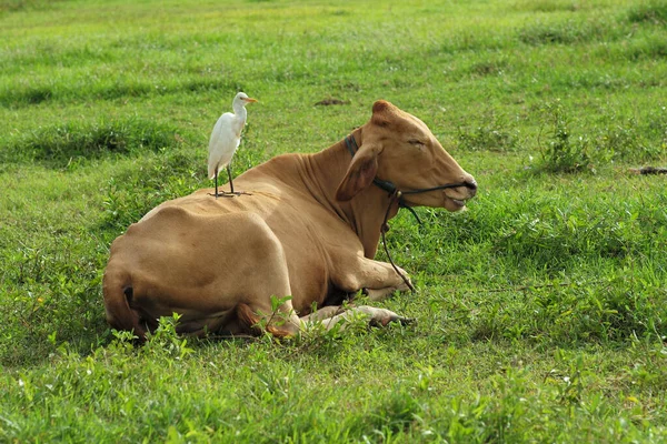 Bílý Pták Stojí Těle Hnědé Krávy Travnatém Poli — Stock fotografie