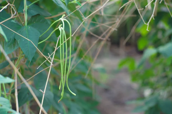 Dış tarladaki ağacın dalından sarkan fasulye. Organik sebze