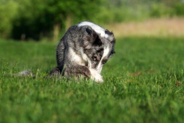 çok güzel kenar kömür ocağı yapan köpek