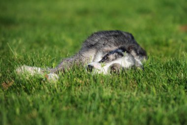 çok güzel kenar kömür ocağı yapan köpek