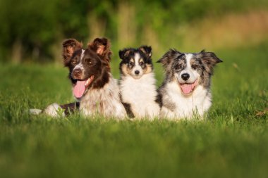 iki kenar kömür ocağı köpek ile bir sığınak köpek yavrusu