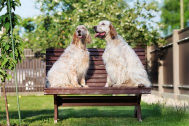iki sevimli İngiliz seterim köpekler açık havada poz