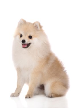 çok güzel pomeranian spitz köpeklerine beyaz