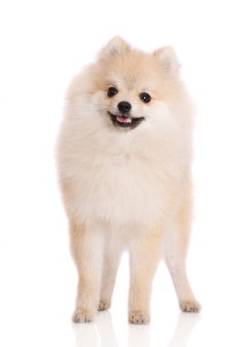 çok güzel pomeranian spitz köpeklerine beyaz