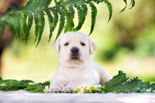 Entzückender gelber Labrador Retriever Welpe — Stockfoto
