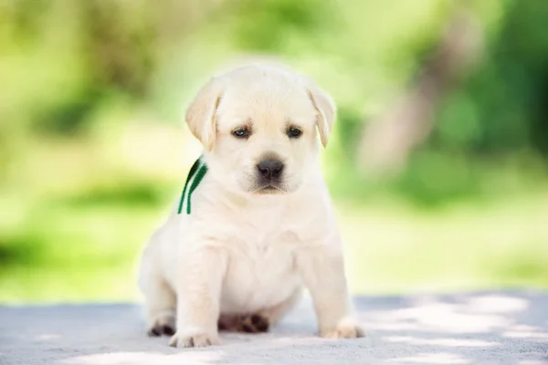 Rozkošný žluté Labradorský retrívr štěně — Stock fotografie