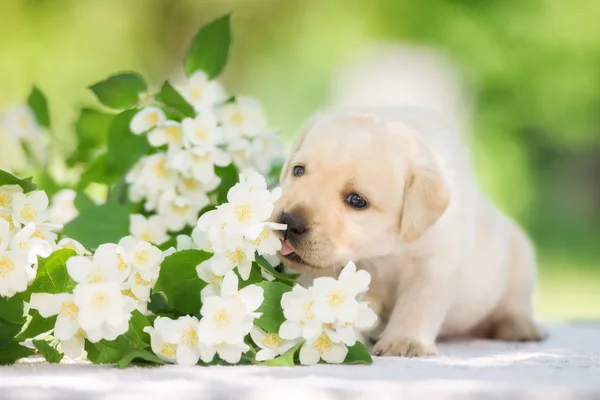 Adorable amarillo labrador retriever cachorro — Foto de Stock