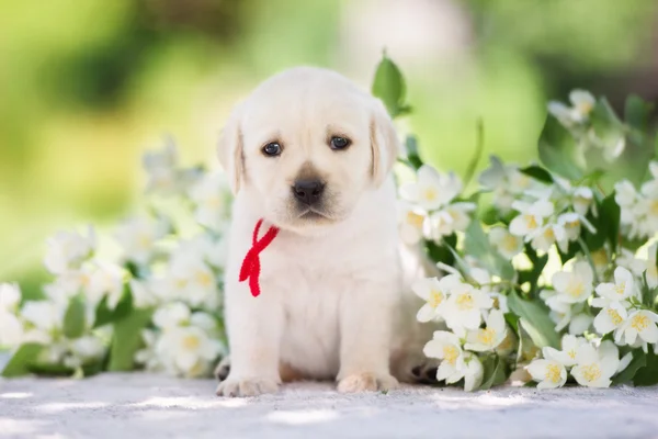 Adorable amarillo labrador retriever cachorro — Foto de Stock