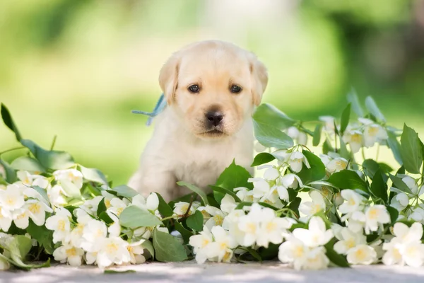Rozkošný žluté Labradorský retrívr štěně — Stock fotografie