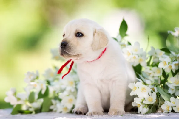 Adorable yellow labrador retriever puppy — Stock Photo, Image