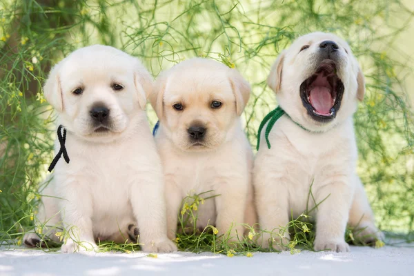 Schattig labrador retriever pups — Stockfoto