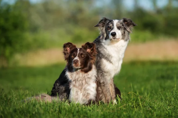 Dos adorables perros collie frontera posando al aire libre en verano —  Fotos de Stock