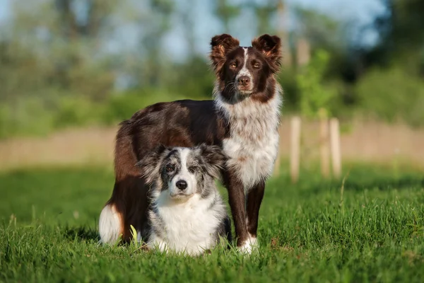 Yaz aylarında açık havada poz iki çok güzel kenar kömür ocağı köpek — Stok fotoğraf